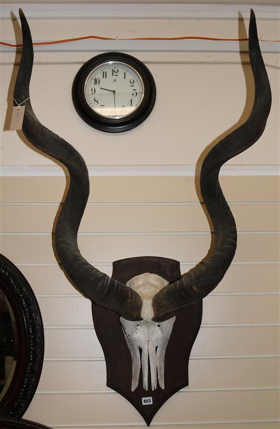 A Greater Kudu skull and horns on a shield
